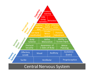 Developmental Levels of Brain